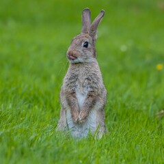 Rabbit lounging in a lush green field.