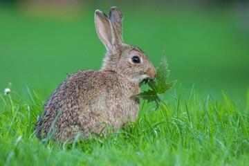 Naklejka na ściany i meble Rabbit lounging in a lush green field.
