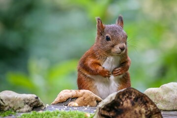 Closeup of a brown squirrel perched on a rock © Woodhicker_shots1/Wirestock Creators