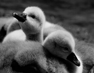 Cute cygnets resting peacefully near a lake in  grayscale