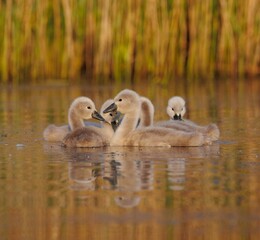 Group of cygnets glide gracefully across the tranquil waters of a lake