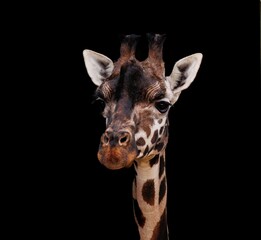 Close-up of a giraffe's head against a black background