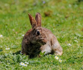 Rabbit perched on a bed of lush green grass, surrounded by an array of daisies