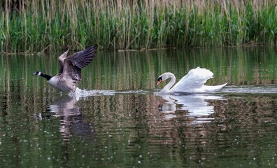 Lake with a white swan and a grey goose swimming in the calm waters