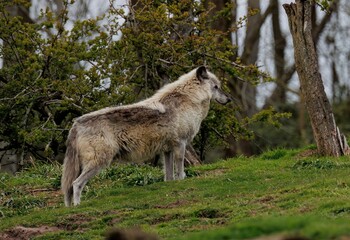 Naklejka na ściany i meble Melville Island Wolf (Canis lupus arctos) standing atop a lush green hillside