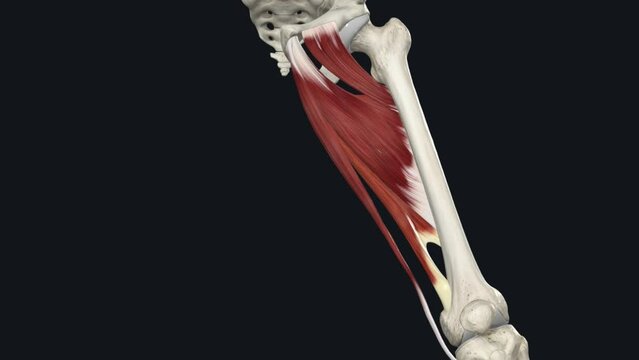 The Adductor Magnus muscle is one of hip adductors