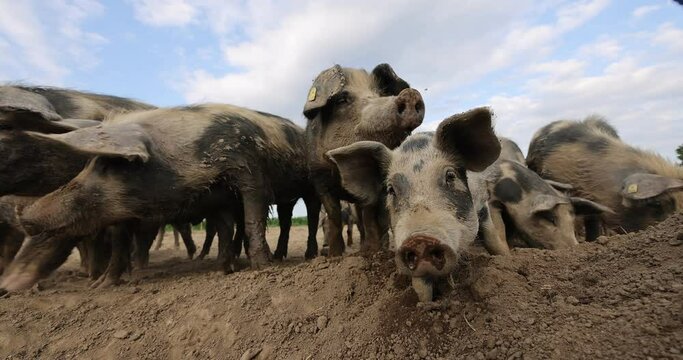 Closeup dunny shot of Pietrain pigs looking at the camera
