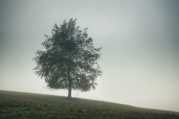 Lonely tree in foggy landscape at autumn season.