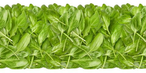 Seamless horizontal pattern made of Spinach leaves. Fresh Green Leaf background design element. Healthy Eating Natural Organic Greens isolated PNG