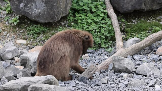 Gelada monkey searching for food through stones on the ground