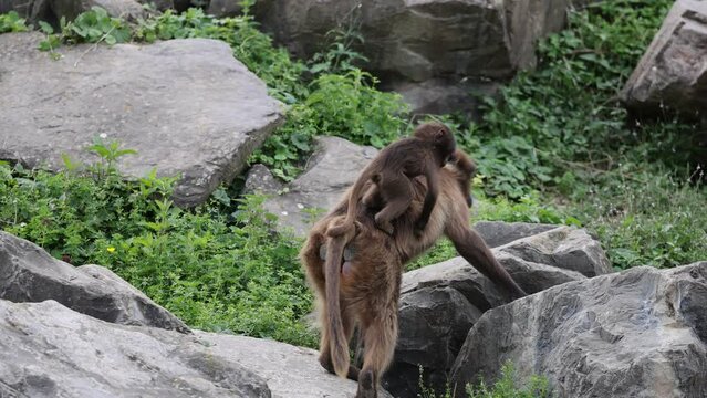 Gelada monkey mother with its baby walking through stones on the ground