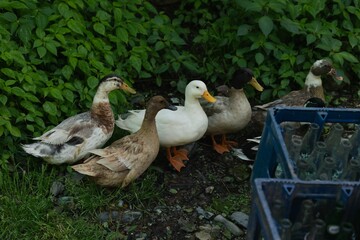 Flock of ducks standing in a grassy field surrounded by green grass