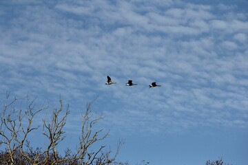 two geese flying through a blue sky in front of some trees