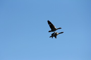 two geese flying overhead together in a clear sky setting stock photo - 44625
