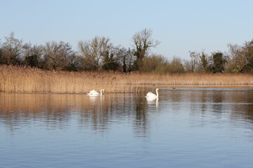 swans in the water near a wooded area on a sunny day