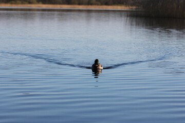 the duck is swimming in the calm blue waters of a lake