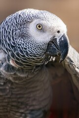 a bird perched on a branch with its mouth open and its wing stretched