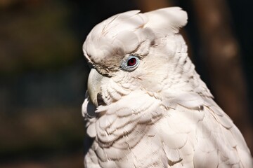 Obraz premium a parrot looking around and inside its habitat in the sunlight