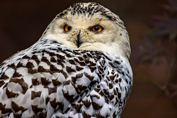 Obraz premium owl perched on branch in natural setting on dark background in photo