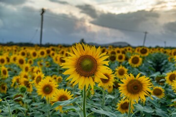 Scenic view of a sunflower field at sunset