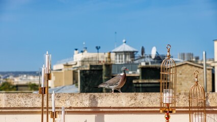 Pigeon walking on a rooftop ledge in Paris city in the morning between gold candle holders