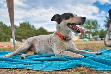 Friendly Jack Russell Terrier lies happily on a soft blanket in a lush green grassy field