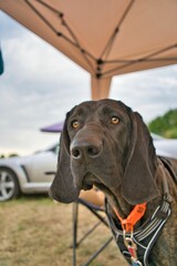 Beautiful Plott hound canine in front of a large outdoor camping tent