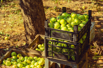 Green apples are collected in boxes in the garden in autumn on a sunny day