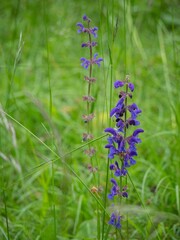 there is a purple flower in the middle of the grass