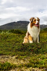 Scenic view of an Australian shepherd on green grass on a cloudy day