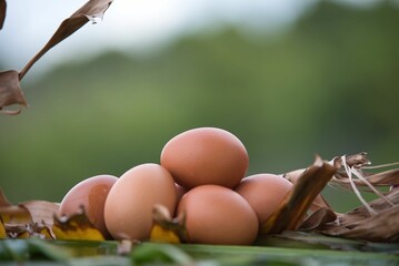 fresh chicken eggs, collected from the henhouse in a farm