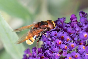 Closeup of a fly perched on a purple flower