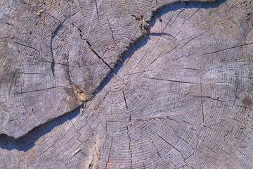 Tree rings old weathered wood texture with the cross section of a cut log showing the concentric...