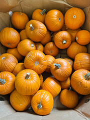 Small pumpkins in a bin