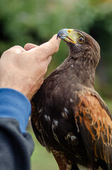 finger of a falconer caressing a harris eagle