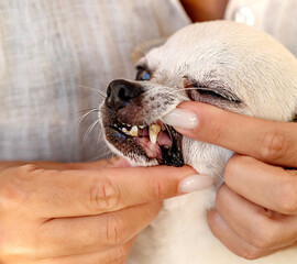 dog teeth inspection, dog teeth disease, tartar on fangs, animal care