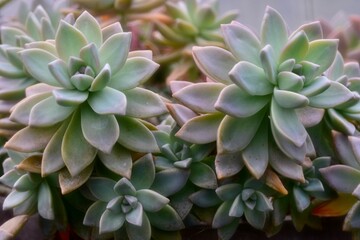 Image of vibrant green Ghost Plants, Stonecrop potted in a white ceramic planter
