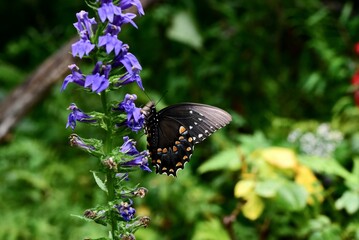 Closeup shot of a Spicebush Swallowtail butterfly on a blue lobelia flower