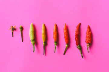 chilli peppers on pink background. Top view. Hot pepper flat lay. Chili wallpaper
