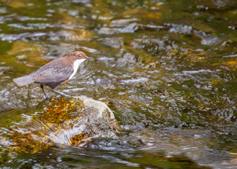 White-throated Dipper (Cinclus cinclus) on the Dodder River, Dublin, Ireland