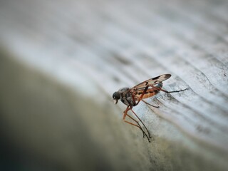 Closeup of a Rhagio fly atop a wooden surface