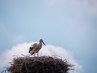 White stork perched atop a cozy nest on the background of blue sky