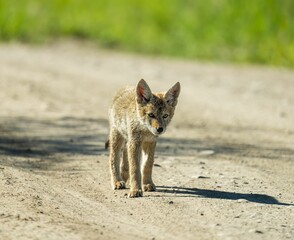 Closeup shot of a small brown coyote pup walking on a dirt road - Powered by Adobe