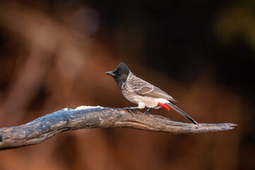 Red-vented bulbul (Pycnonotus cafer) perched on a tree branch