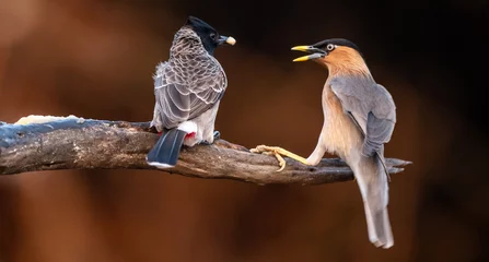 Tuinposter Two birds perched on a tree branch © Rakshith/Wirestock Creators