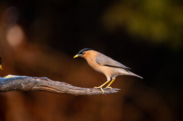Brahminy starling perched on a tree branch