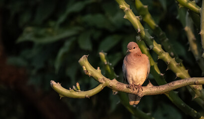 Dove perched on a tree branch