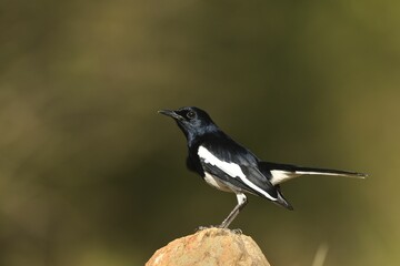 Black and white bird perched on top of a rock