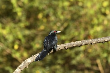 Asian koel (Eudynamys scolopaceus) perched on a tree branch