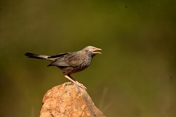 Bird perched on top of a rock